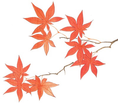PNG画像：赤いもみじの葉 アンティークイラスト素材