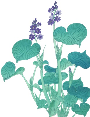PNG画像：紫の草花アンティークイラスト素材
