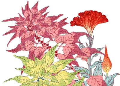PNG画像：ケイトウの花 アンティークイラスト素材