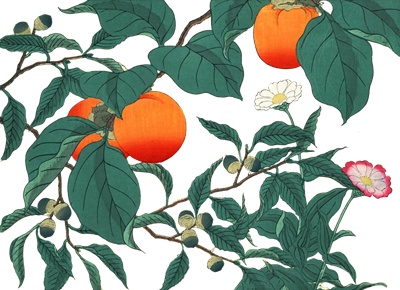 PNG画像：柿とドングリ アンティークイラスト素材