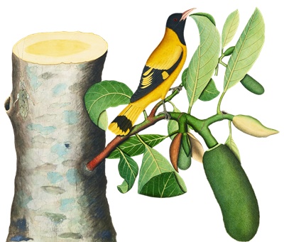 PNG画像｜小枝にとまる黄色小鳥アンティークイラスト素材