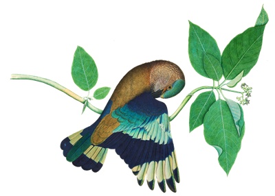 PNG画像｜小枝にとまる鳩アンティークイラスト素材