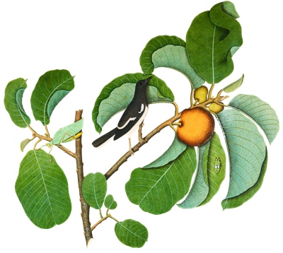 PNG画像｜小枝にとまる小鳥とバッタ アンティークイラスト素材