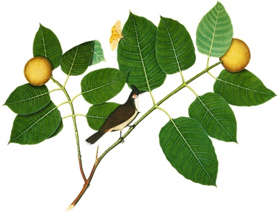 PNG画像｜小枝にとまる小鳥と蛾アンティークイラスト素材