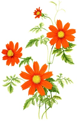 PNG画像｜イダルゴアの花アンティークイラスト素材