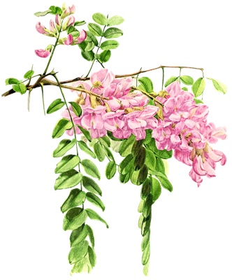 PNG画像｜針槐（ニセアカシア）の花アンティークイラスト素材