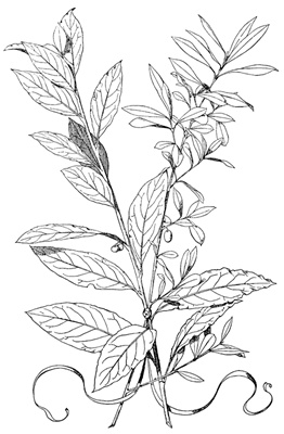 PNG画像|花装飾アンティークイラスト素材5枚