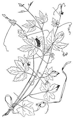 PNG画像|花装飾アンティークイラスト素材5枚