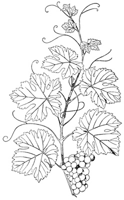 PNG画像|花装飾アンティークイラスト素材5枚