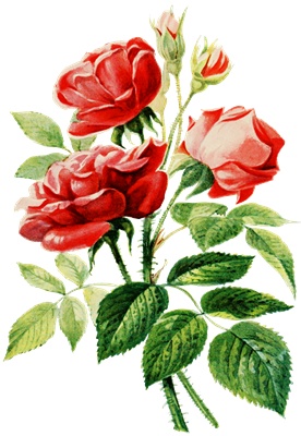 PNG画像｜赤い薔薇（ローズ）アンティークイラスト素材