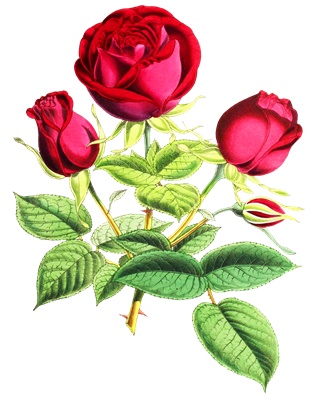 PNG画像|アンティークローズ(紅薔薇)2枚セット イラスト素材