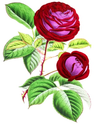 PNG画像｜アンティークローズ（紅薔薇）2枚セット イラスト素材