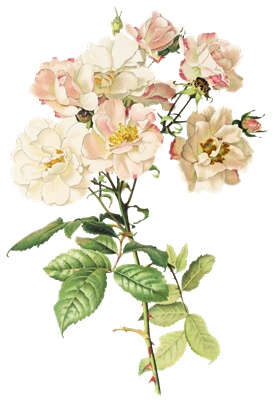 PNG画像|アンティークローズ(白薔薇)4枚セット イラスト素材