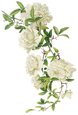 PNG画像|アンティークローズ(白薔薇)4枚セット イラスト素材