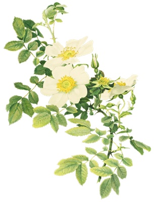 PNG画像|アンティークローズ(白薔薇)4枚セット イラスト素材