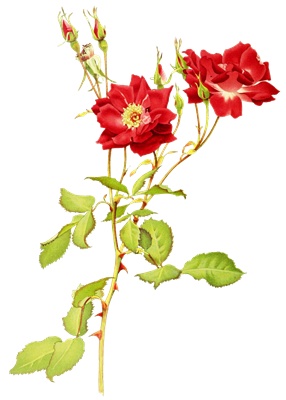 PNG画像|アンティークローズ(紅薔薇)4枚セット イラスト素材