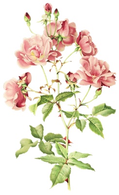 PNG画像|アンティークローズ(ピンク薔薇)4枚セット イラスト素材