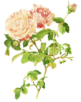 PNG画像|アンティークローズ(ピンク薔薇)4枚セット イラスト素材