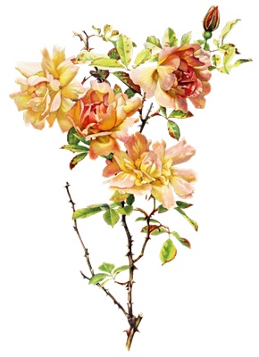 PNG画像|アンティークローズ(ピンク薔薇)4枚セット イラスト素材