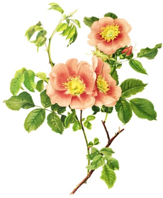 PNG画像|アンティークローズ(黃薔薇・野薔薇)5枚セット イラスト素材