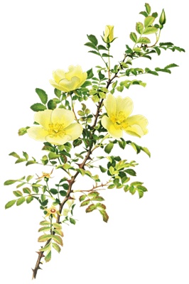 PNG画像|アンティークローズ(黃薔薇・野薔薇)5枚セット イラスト素材