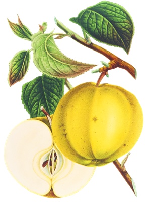 PNG画像：梨の実アンティークイラスト素材