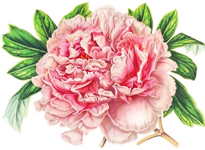 PNG画像｜牡丹の花アンティークイラスト素材