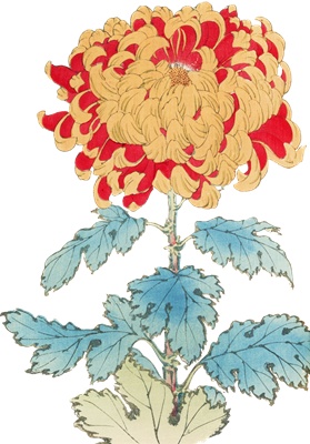 PNG画像｜菊の花（九重錦）アンティークイラスト素材