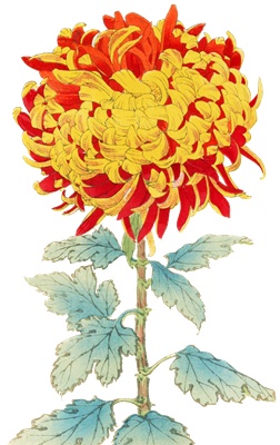 PNG画像｜菊の花（大優錦）アンティークイラスト素材