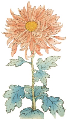 PNG画像｜菊の花（樺牡丹）アンティークイラスト素材
