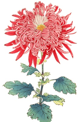 PNG画像｜菊の花（戀牡袖）アンティークイラスト素材