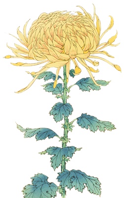 PNG画像｜菊の花（帝國龍）アンティークイラスト素材