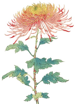 PNG画像｜菊の花（曙霞）アンティークイラスト素材