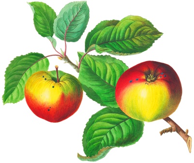 PNG画像｜リンゴ（アップル）アンティークイラスト素材