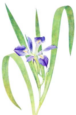 PNG画像|菖蒲(アヤメ)アンティークイラスト素材4枚セット