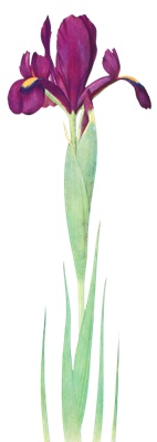 PNG画像|菖蒲(アヤメ)アンティークイラスト素材4枚セット