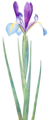 PNG画像|菖蒲(アヤメ)アンティークイラスト素材4枚セット