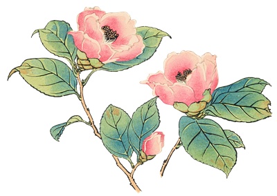 PNG画像｜山茶花（さざんか）日本画アンティークイラスト素材