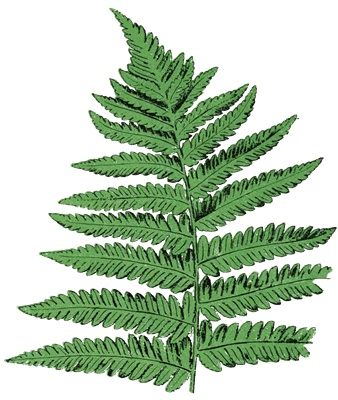 PNG画像|鈴蘭・三つ葉・羊歯の葉 アンティークイラスト素材