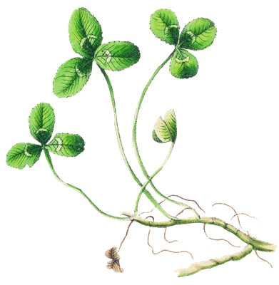 PNG画像|鈴蘭・三つ葉・羊歯の葉 アンティークイラスト素材