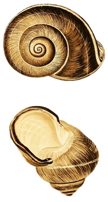 PNG画像|鯛・金魚・巻き貝 アンティークイラスト素材