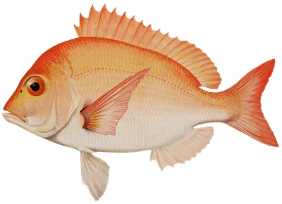 PNG画像｜鯛・金魚・巻き貝　アンティークイラスト素材