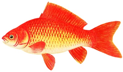 PNG画像|鯛・金魚・巻き貝 アンティークイラスト素材