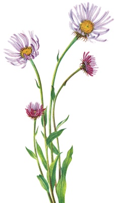 PNG画像｜ひなげしの花　アンティークイラスト素材