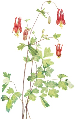 PNG画像|赤い草花 アンティークイラスト素材