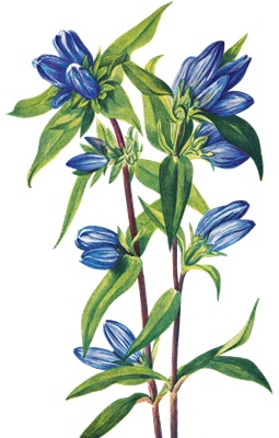 PNG画像｜竜胆の蕾　アンティークイラスト素材