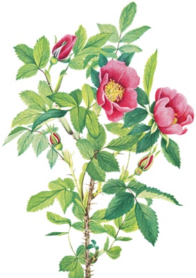 PNG画像｜紅い野薔薇（ローズ）アンティークイラスト素材