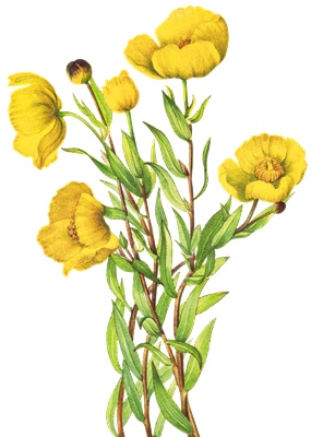 PNG画像｜黄色い芥子の花　アンティークイラスト素材
