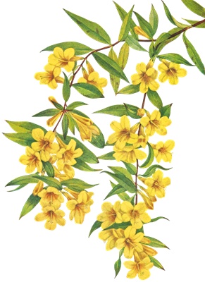 PNG画像｜黄色い草花　アンティークイラスト素材