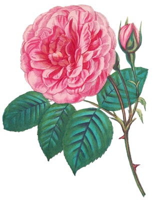 PNG画像｜ピンク色と真紅の薔薇（ローズ）アンティークイラスト素材